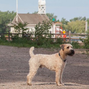 soft_coated_wheaten_terrier_banjo_4_IMG_0411