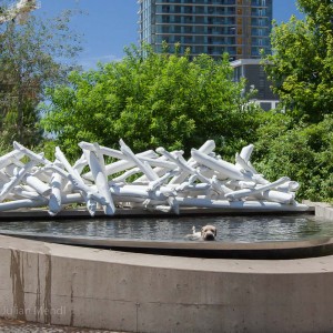 soft_coated_wheaten_terrier_banjo_5_IMG_0808