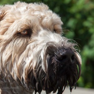 soft_coated_wheaten_terrier_banjo_6_IMG_0840