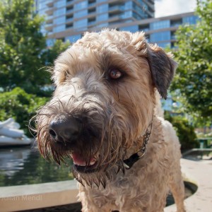 soft_coated_wheaten_terrier_banjo_7_IMG_1038