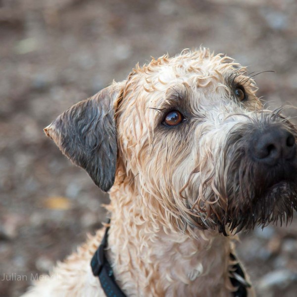 soft_coated_wheaten_terrier_banjo_9_IMG_9404